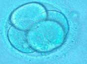 considera embrión «ser humano» desde concepción