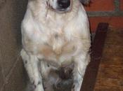 Setter Ingles hembra perrera, acaba plazo. URGENTE!!!