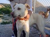 BLAS. Espectacular cruce labrador. GPAR.‏