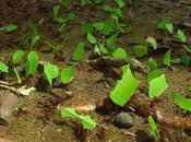 Plagas Plantas Hormigas