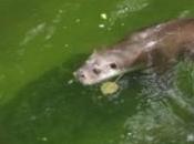 nutria recupera Andalucía