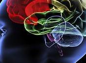 Perder peso ayuda cerebro