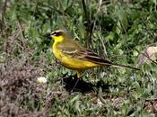 Motacilla flava-lavandera boyera-yellow wagtail