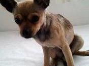 Chihuahua preñada busca adopción. (Murcia)