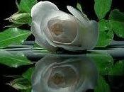 Rosas Blancas Autoestima