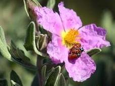 ¡Enamórate primavera!