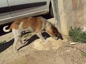 Urgente acogida adopción para hermes-está calle cachorro. ceutí (murcia)