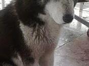 Wolf, precioso husky abandonado, perrera está avisada urgente!!