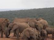 Safaris Parque Nacional Addo