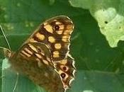 Mariposas pardillo Antromero