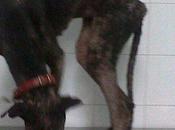 Luisa limite horror (Sevilla)