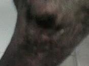 Luisa, otra galga limite horror (Sevilla)‏