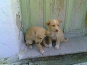 hermanitos meses macho hembra necesitamos adoptantes