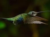 Picaflor barbijo (Blue-tufted Starthroat) Heliomaster furcifer