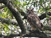 Ñacurutú (Bubo virginianus)