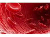 Glóbulos Rojos deben forma Estructuras Musculares