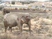 Polémica Circo Gottani España