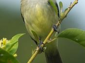 Fiofío grande (Large Elaenia) Elaenia spectabilis