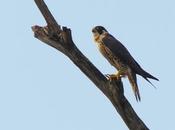 Halcón peregrino (Peregrine Falcon) Falco peregrinus