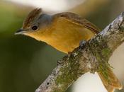 Anambé castaño (Chestnut-crowned Becard) Pachyramphus castaneus