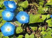 (Ipomoea tricolor)