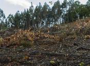 Informes contrainformes respecto carácter invasor eucalipto