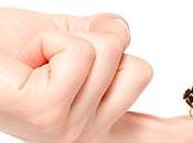 ¿Alergia insectos?