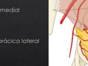 Anatomía topográfica mama