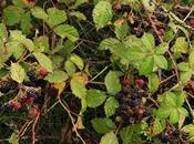 Frambueso (Rubus idaeus)