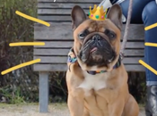 Pedigree hackea cuentas Instagram perros famosos para concienciar sobre adopción