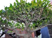 Ficus Retusa 2018