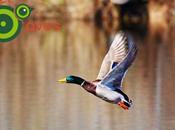 belleza aves comunes