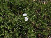 (Convolvulus bonariensis)