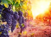 Utiel-Requena: 2500 años tradición vitivinícola