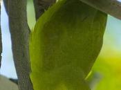 Catita enana (Blue-winged Parrotlet) Forpus xanthopterygius