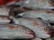 pescado podría prevenir Parkinson