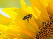 nuevo estudio concluye pesticidas restringidos afectan abejas