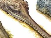 gavial sudamericano