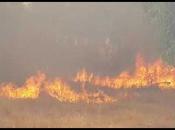 Terroristas palestinos queman campos cultivo israelies.