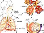 Respiración pulmonar