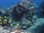 Importancia modelos predicción restauración poblaciones peces arrecifes Hawai.