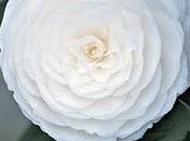 Hydra Beauty Sérum Chanel