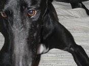 Galga mulán atropellada. cadera rota ahora. ayuda económica favor!