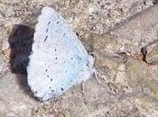 Mariposas especialistas, náyade