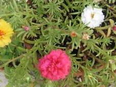 Portulaca Grandiflora