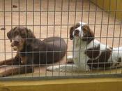 perrera paraiso". estos perros difunde nadie. adoptan serán sacrificados.
