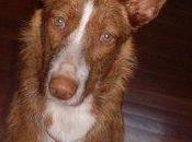 Pelirroja ojos verdes gran corazón anda buscando