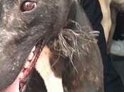 Novedades, urgentisimo!!! madrid, cinco galgos peligro sacrificio, tenemos semana para encontrarles casa acogida adoptante.