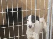 Pongo busca hogar, URGENTE!‏