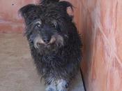 Totó, pequeño olvidado residencia canina.